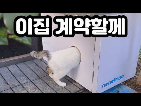 고급단열재 빵빵하게 들어간 대기업(길)고양이 겨울집 만들기!